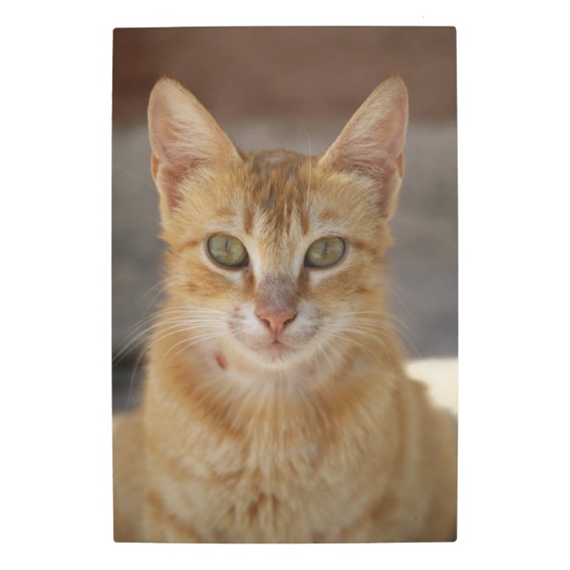 Impresión Metalizado de gato (Anverso)