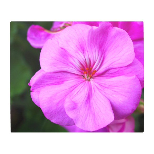 Impresión Metalizado de geranio morado claro (Anverso)