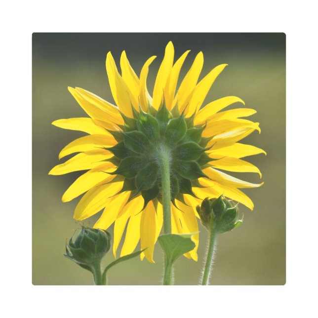 Impresión Metalizado de Halo amarillo (Anverso)