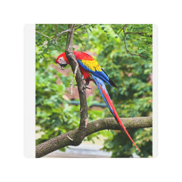 Impresión Metalizado de pared de macao rojo