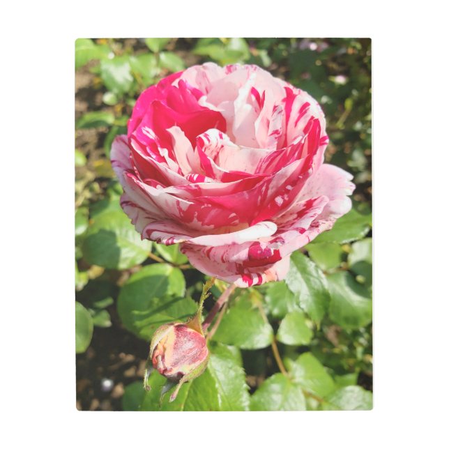 Impresión metalizado de Rosa blanco y rojo enmarañ (Anverso)