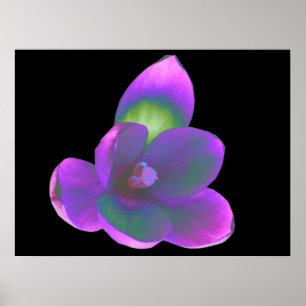 Impresión mística de flor crocus Beauty