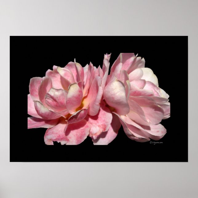 Impresión negra de dos rosas rosadas Poster (Frente)