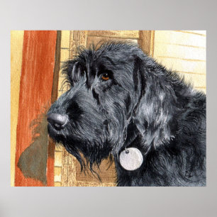 Impresión negra de Labradoodle #1