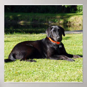 Impresión negra del laboratorio