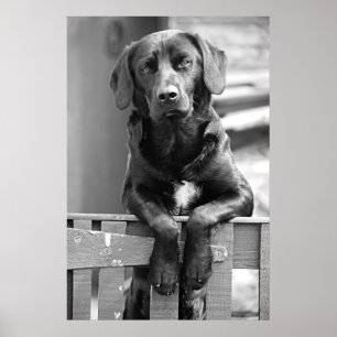 Impresión negra del poster del perro de Labrador