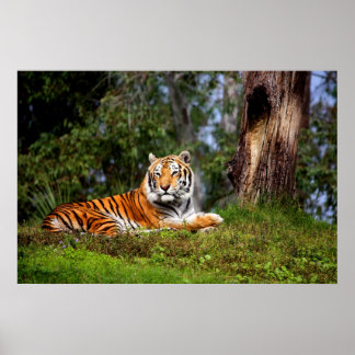 Impresión o Poster asombrosa de lienzo tigre