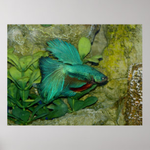 Impresión o poster azul de los pescados de Betta