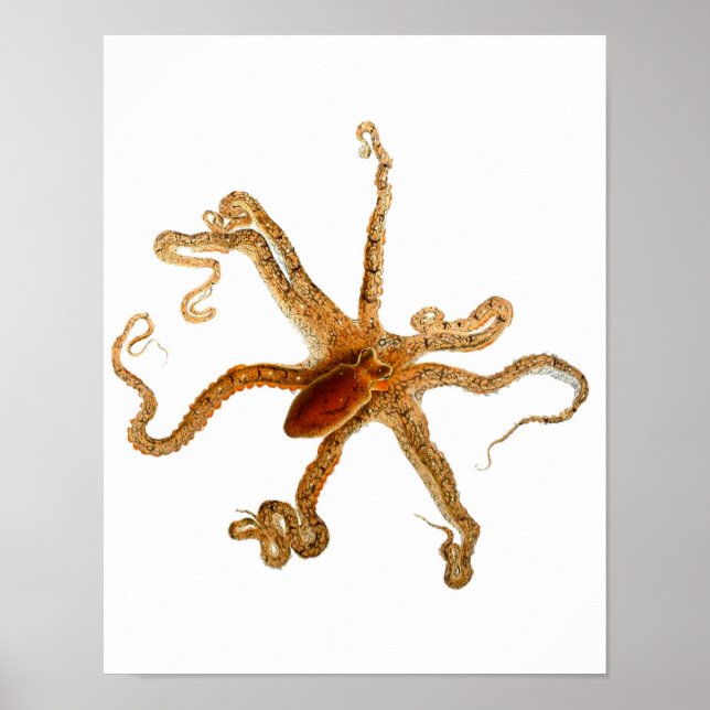 Impresión Octopus No. 3 Arte de Cephalopod Sea Cre (Frente)