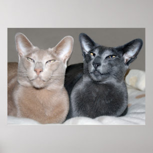 Impresión oriental de los gatos de Shorthair
