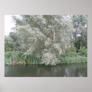 Impresión paisajística de árboles blancos y ríos