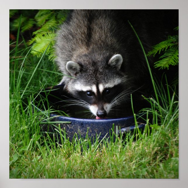 Impresión para beber mapache (Frente)