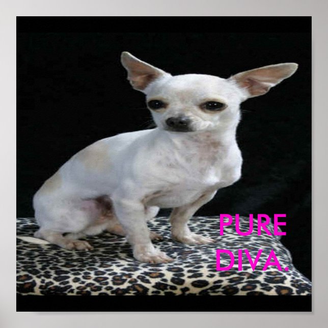 Impresión para perros Chihuahua Diva (Frente)