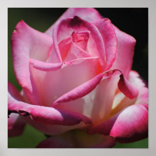 Impresión Perfecta Rosa Kordes