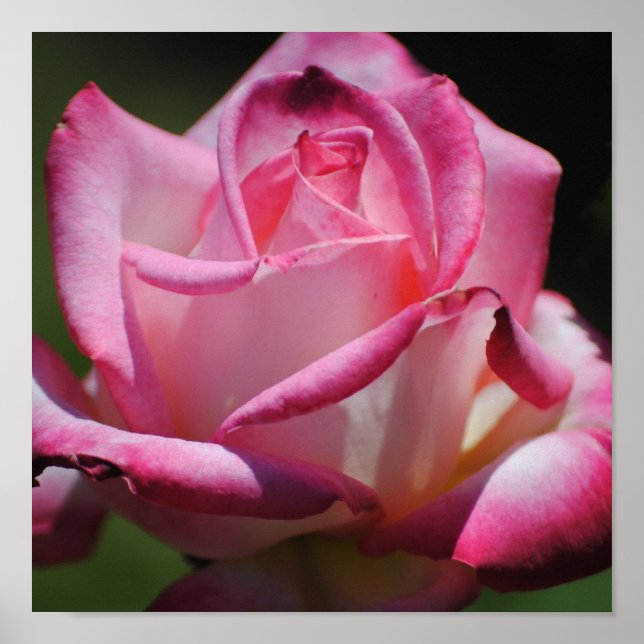 Impresión Perfecta Rosa Kordes (Frente)