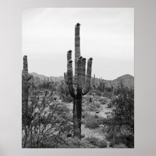 Impresión Poster de Cactus de Desierto Blanco y Ne