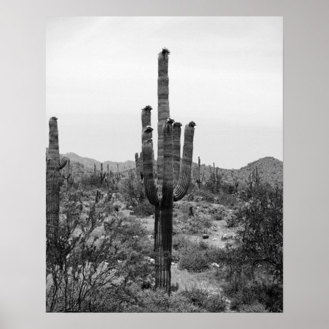 Impresión Poster de Cactus de Desierto Blanco y Ne (Frente)