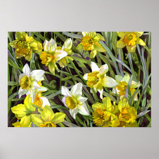 Impresión Poster de Daffodils