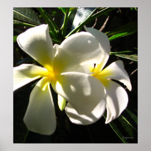 Impresión Poster de flores blancas Plumaria Frangi