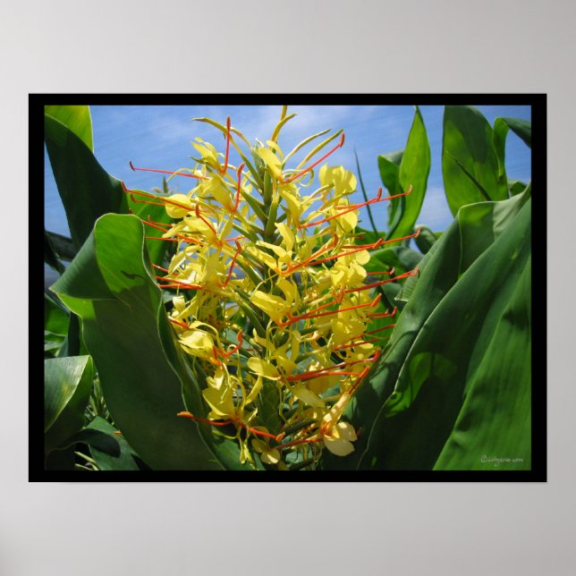 Impresión Poster de flores tropicales Kahili Ginge (Frente)