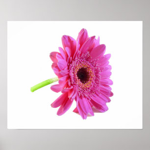 Impresión Poster de Gerber Daisy