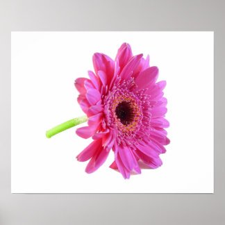 Impresión Poster de Gerber Daisy