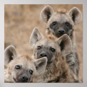 Impresión Poster de Hyenas