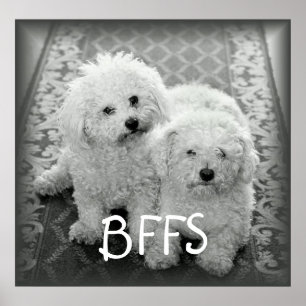 Impresión Poster de perros cortos BFFS