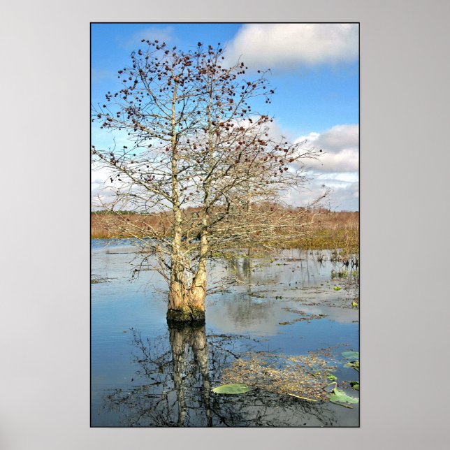 Impresión poster: Dos árboles como uno (Frente)