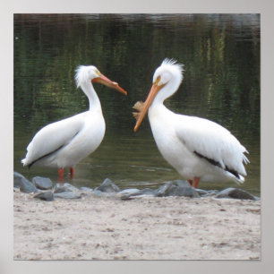 Impresión Poster Pelicans