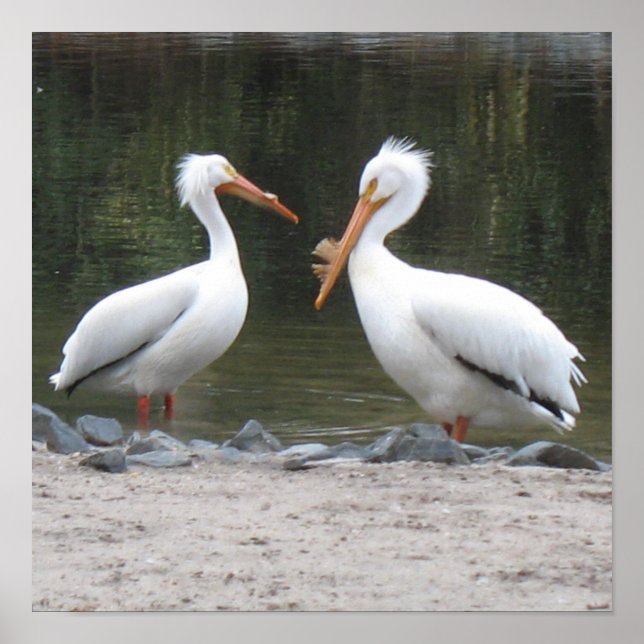 Impresión Poster Pelicans (Frente)