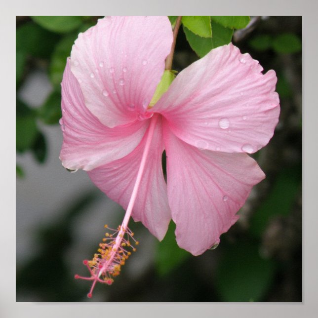 Impresión Poster rosa de Hibiscus (Frente)