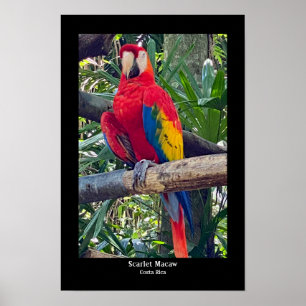 Impresión Poster Scarlet Macaw Costa Rica
