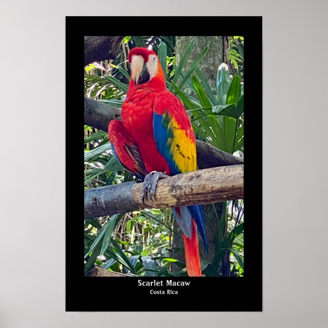 Impresión Poster Scarlet Macaw Costa Rica (Frente)