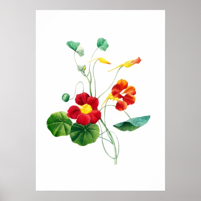 Impresión Red Willowweweed II de Mary Vaux Walcott (Frente)