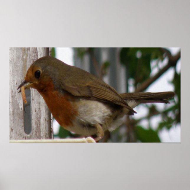 Impresión Robin (Frente)