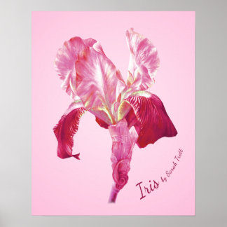 Impresión (roja y rosada) del poster del iris de