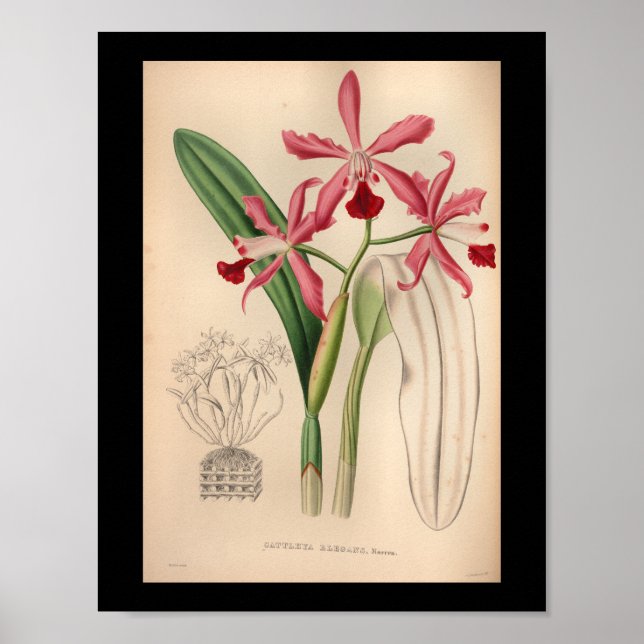 Impresión rosa de las flores de orquídeas de época (Frente)
