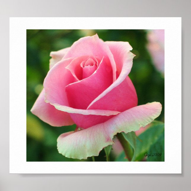 Impresión rosa rosa (Frente)