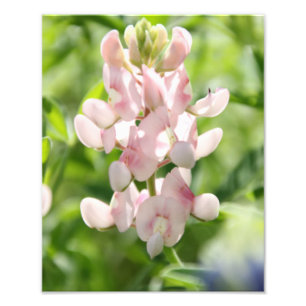 Impresión rosada de la foto del Bluebonnet