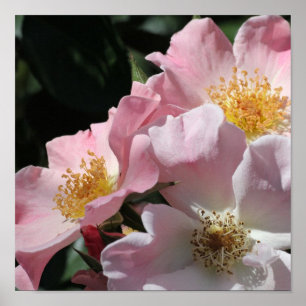 Impresión rosada de los rosas