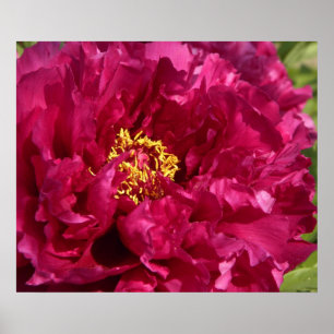 Impresión rosada del poster del Peony