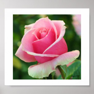 Impresión rosada del rosa