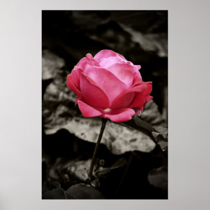 Impresión rosada del rosa