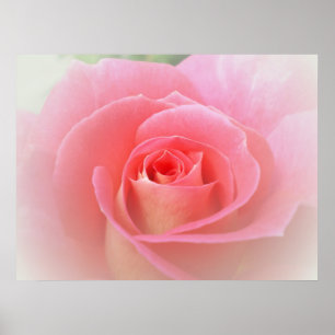 Impresión rosada romántica del rosa