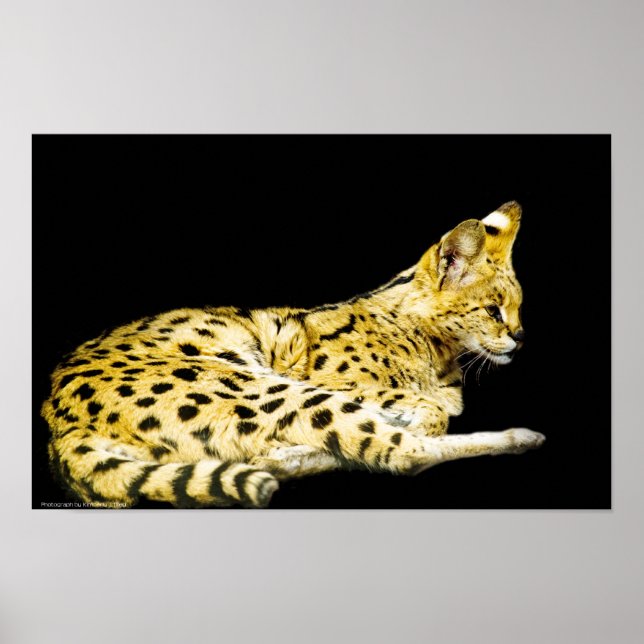 Impresión serval (Frente)