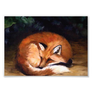 Impresión soñolienta de la foto del Fox rojo