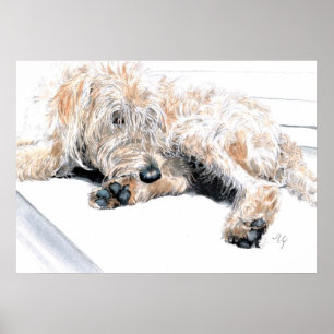 Impresión soñolienta de Labradoodle