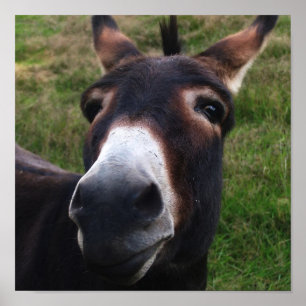 Impresión sonriente del burro