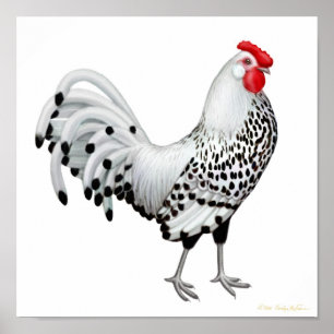 Impresión Spangled plata del gallo de Hamburgo